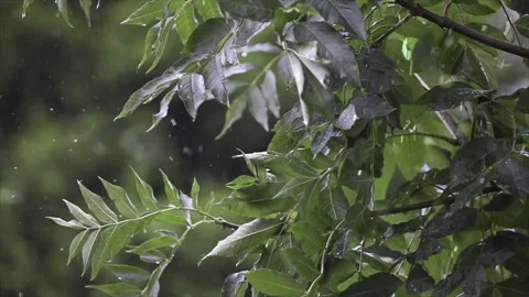 Spring Snowfall on Blooming Trees and Plants Stock Footage 330275968