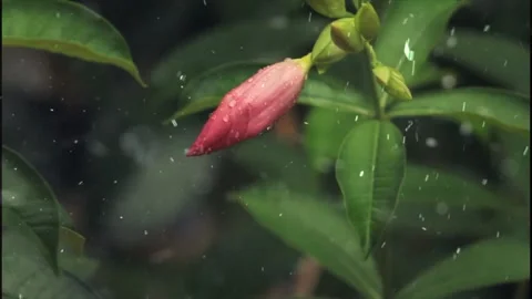 Spring Snowfall on Blooming Trees and Plants Stock Footage 330275969