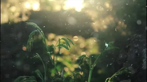 Spring Snowfall on Blooming Trees and Plants Vídeo Stock 330275970