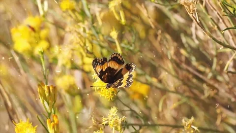 Spring Snowfall on Blooming Trees and Plants Stock Footage 330275983