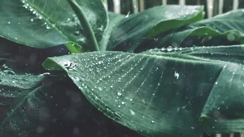 Spring Snowfall on Blooming Trees and Plants Video stock 330276023