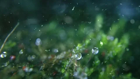 Spring Snowfall on Blooming Trees and Plants Stock Footage 330276029