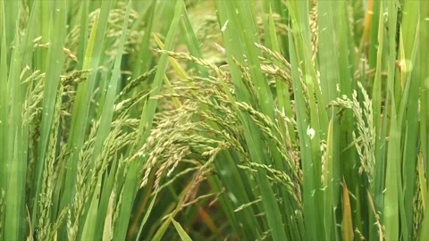 Spring Snowfall on Blooming Trees and Plants Stock Footage 330276041