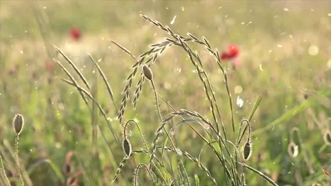 Spring Snowfall on Blooming Trees and Plants Stock Footage 330276045