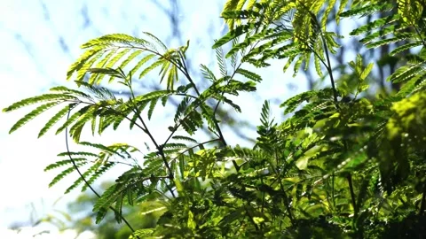 Spring Snowfall on Blooming Trees and Plants Video stock 330276076