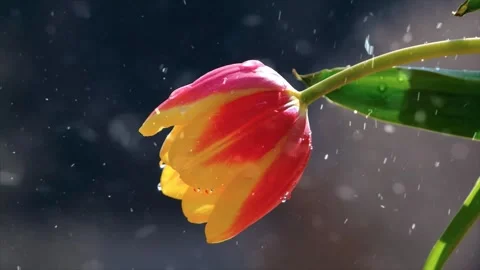 Spring Snowfall on Blooming Trees and Plants Video stock 330276097