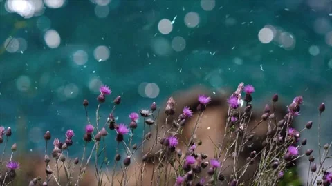 Spring Snowfall on Blooming Trees and Plants Stock Footage 330276167