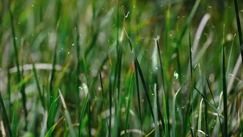 Spring Snowfall on Blooming Trees and Plants 스톡 동영상 330276179