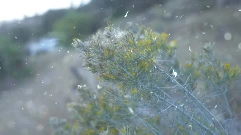 Spring Snowfall on Blooming Trees and Plants Stock Footage 330276192