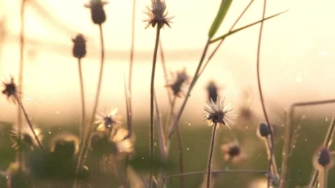 Spring Snowfall on Blooming Trees and Plants Stock Footage 330276228