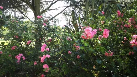 Spring Snowfall on Blooming Trees and Plants 스톡 동영상 330276247