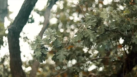 Spring Snowfall on Blooming Trees and Plants Stock Footage 330276259