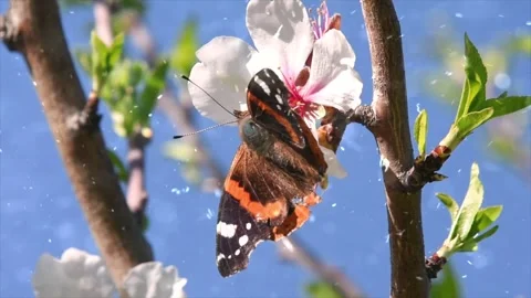 Spring Snowfall on Blooming Trees and Plants Stock Footage 330276260