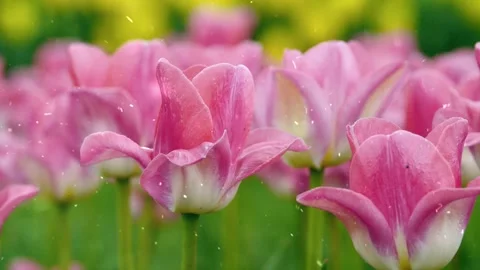 Spring Snowfall on Blooming Trees and Plants Video stock 330276276