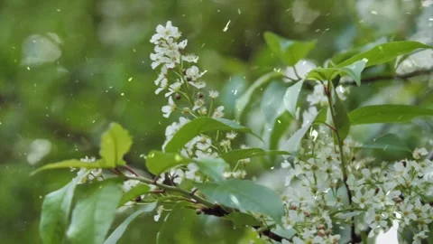Spring Snowfall on Blooming Trees and Plants Stock Footage 330276294