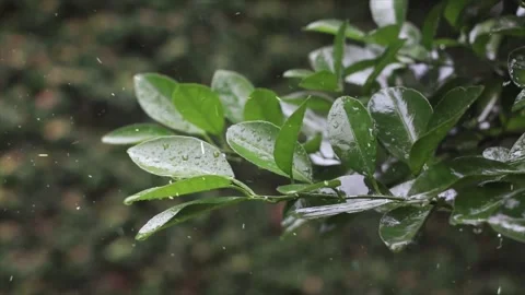 Spring Snowfall on Blooming Trees and Plants Stock-Footage 330276310