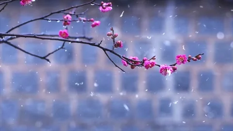Spring Snowfall on Blooming Trees and Plants Video stock 330276311
