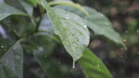 Spring Snowfall on Blooming Trees and Plants Video stock 330276332