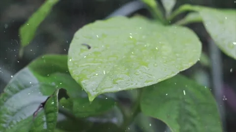 Spring Snowfall on Blooming Trees and Plants Stock Footage 330276335