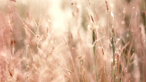 Spring Snowfall on Blooming Trees and Plants 스톡 동영상 330276340