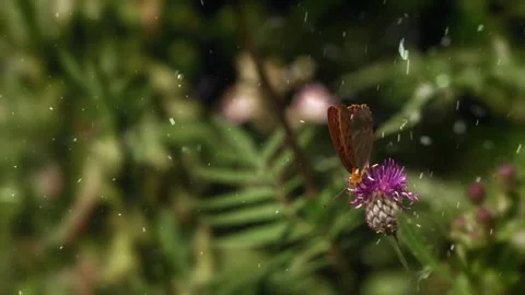 Spring Snowfall on Blooming Trees and Plants Stock Footage 330276351