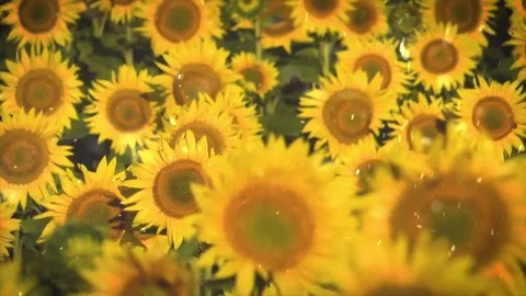 Spring Snowfall on Blooming Trees and Plants Stock Footage 330276364