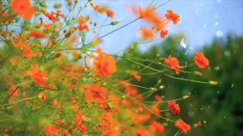 Spring Snowfall on Blooming Trees and Plants Stock Footage 330276386