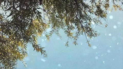 Spring Snowfall on Blooming Trees and Plants Stock-Footage 330276393