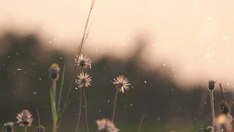 Spring Snowfall on Blooming Trees and Plants Stock-Footage 330276394