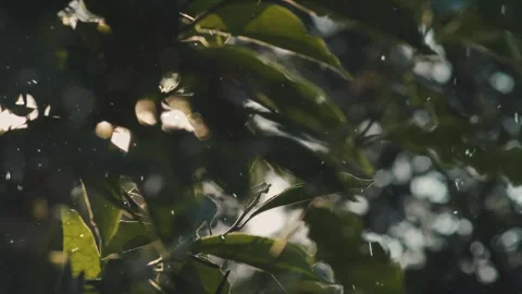 Spring Snowfall on Blooming Trees and Plants 스톡 동영상 330276405