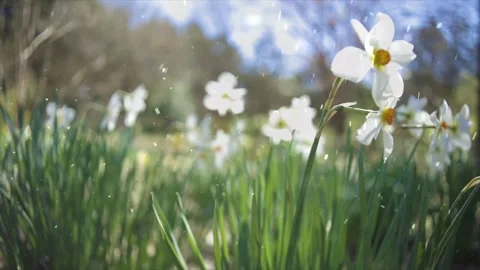 Spring Snowfall on Blooming Trees and Plants Stock Footage 330276407