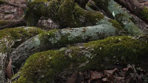 Spring Snowfall on Blooming Trees and Plants Stock Footage 330276426