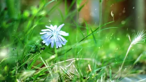 Spring Snowfall on Blooming Trees and Plants 스톡 동영상 330276435