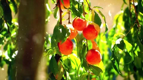 Spring Snowfall on Blooming Trees and Plants Stock Footage 330276436
