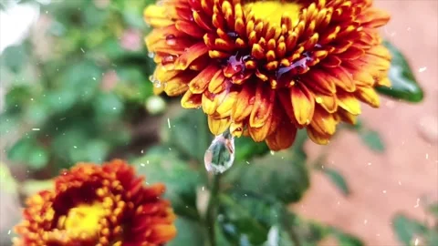 Spring Snowfall on Blooming Trees and Plants Stock Footage 330276448