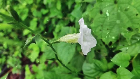 Spring Snowfall on Blooming Trees and Plants Stock-Footage 330276449