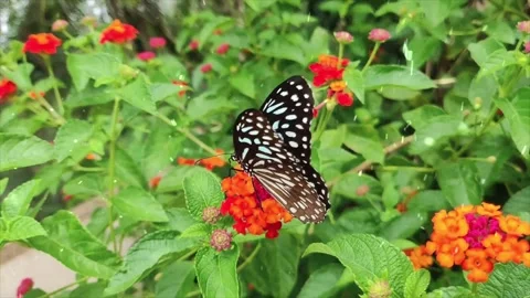 Spring Snowfall on Blooming Trees and Plants Stock Footage 330276458