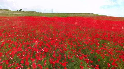 Spring Snowfall on Blooming Trees and Plants Video stock 330276460