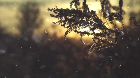 Spring Snowfall on Blooming Trees and Plants 스톡 동영상 330276461