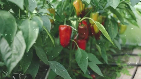 Spring Snowfall on Blooming Trees and Plants Stock Footage 330276471