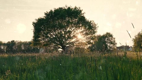 Spring Snowfall on Blooming Trees and Plants Stock Footage 330276478