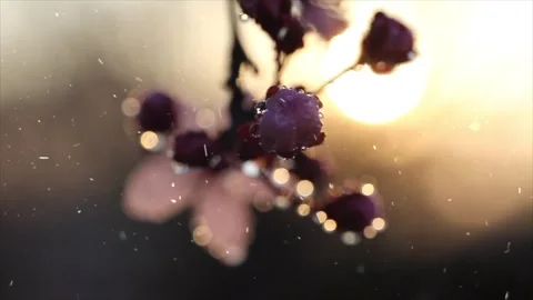 Spring Snowfall on Blooming Trees and Plants Stock Footage 330276519