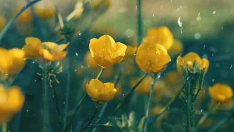 Spring Snowfall on Blooming Trees and Plants Stock Footage 330276531