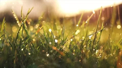 Spring Snowfall on Blooming Trees and Plants Video stock 330276532