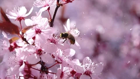 Spring Snowfall on Blooming Trees and Plants Video stock 330276562