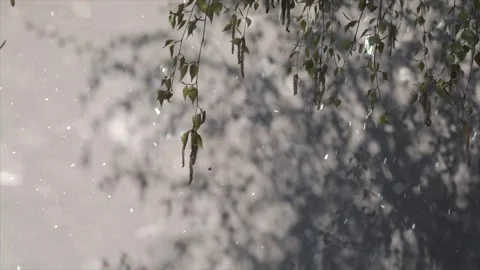 Spring Snowfall on Blooming Trees and Plants Stock Footage 330276582