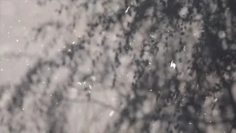 Spring Snowfall on Blooming Trees and Plants Vídeo Stock 330276583