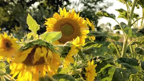 Spring Snowfall on Blooming Trees and Plants Stock Footage 330276631