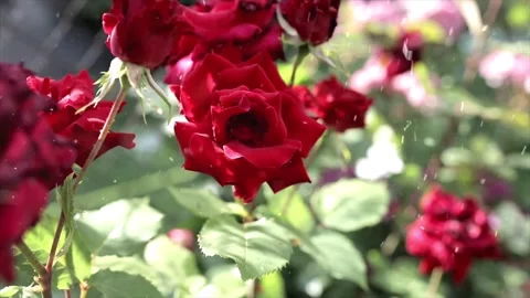 Spring Snowfall on Blooming Trees and Plants Stock Footage 330276632