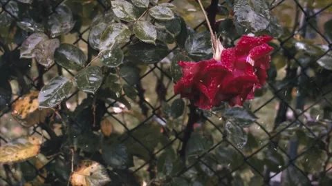 Spring Snowfall on Blooming Trees and Plants Stock Footage 330276661